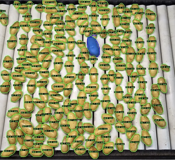 Pommes de terre sur tapis roulant avec dimensionnement automatique indiqué en millimètres